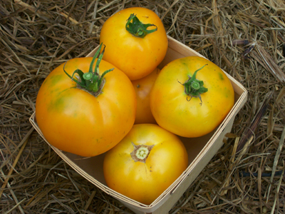 Djena Lee's Golden Girl TOMATO 0.16 g Djena Lee's Golden Girl TOMATO 0.16 g