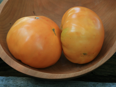 Golden Ponderosa TOMATO 0.16 g Golden Ponderosa TOMATO 0.16 g
