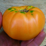 Persimmon TOMATO 0.16 g Persimmon TOMATO 0.16 g