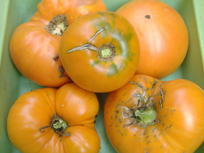 Persimmon TOMATO 0.16 g Persimmon TOMATO 0.16 g