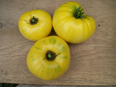 Yellow Mortgage Lifter TOMATO 0.16 g Yellow Mortgage Lifter TOMATO 0.16 g