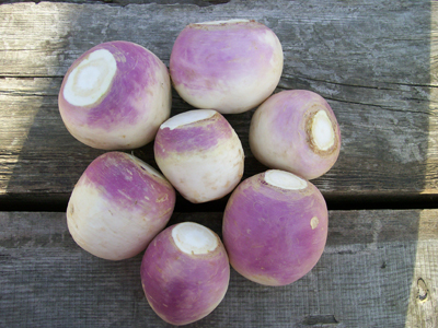 Purple Top White Globe TURNIP 28 g Purple Top White Globe TURNIP 28 g