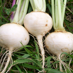 White Egg TURNIP 3 g