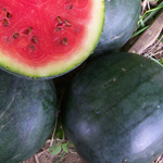 Blacktail Mountain WATERMELON 1 g