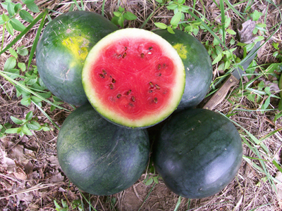 Blacktail Mountain WATERMELON 1 g Blacktail Mountain WATERMELON 1 g