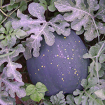 North Star (Planet and Stars) WATERMELON 3 g