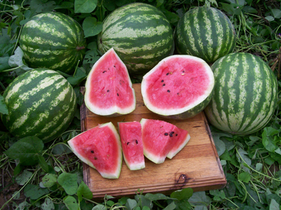 Quetzali PVP WATERMELON 2 g Quetzali PVP WATERMELON 2 g