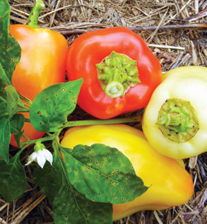 Yellow Belle PEPPER, BELL (SWEET) 0.5 g Yellow Belle PEPPER, BELL (SWEET) 0.5 g