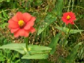 Zinnia, Peruviana Red FLOWER 1 g