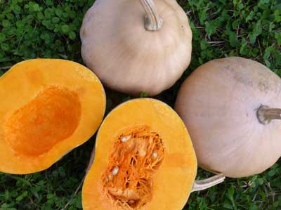 Mrs. Amerson's SQUASH, WINTER 3 g Mrs. Amerson's SQUASH, WINTER 3 g