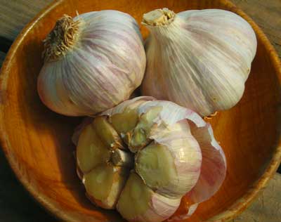 Music Hardneck Garlic 8 oz. Music Hardneck Garlic 8 oz.