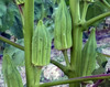 Star of David (Old Fashioned) Okra, bulk size: 1/4 lb Star of David (Old Fashioned) Okra, bulk size: 1/4 lb