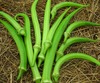 Stewart Zeebest Okra, bulk size: 1/4 lb Stewart Zeebest Okra, bulk size: 1/4 lb
