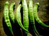 White Velvet Okra, bulk size: 28 g White Velvet Okra, bulk size: 28 g