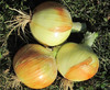 New York Early Dry Bulb Onion, bulk size: 14 g New York Early Dry Bulb Onion, bulk size: 14 g
