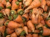 Oxheart Carrots, bulk size: 1/4 lb Oxheart Carrots, bulk size: 1/4 lb