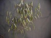 Hulless Oats (Pennuda) GRAIN 228 g Hulless Oats (Pennuda) GRAIN 228 g