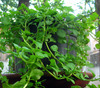 Pennyroyal, English - Herb 0.1g Pennyroyal, English - Herb 0.1g