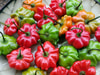 Brazilian Starfish Hot Pepper, 0.2 g Brazilian Starfish Hot Pepper, 0.2 g