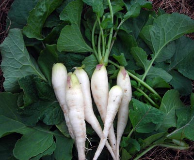 White Icicle (Lady Finger) RADISH 7 g White Icicle (Lady Finger) RADISH 7 g
