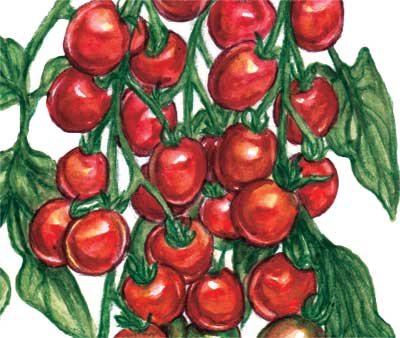Red Cherry TOMATO 0.16 g Red Cherry TOMATO 0.16 g