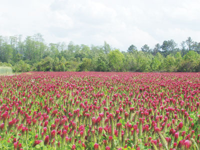 buckwheat cover crop