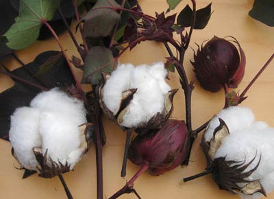 Red Foliated White Cotton