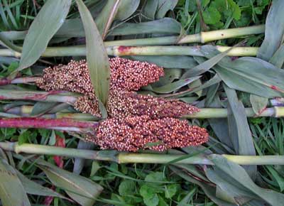Rox Orange (Waconia) SORGHUM 114 g Rox Orange (Waconia) SORGHUM 114 g