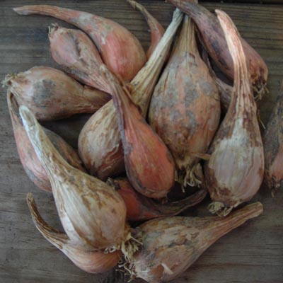 Grey Griselle Shallot 4 oz.