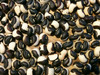 Tohono O'odham (Papago) Southern Pea (Cowpea), bulk size: 1/4 lb Tohono O'odham (Papago) Southern Pea (Cowpea), bulk size: 1/4 lb