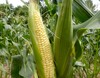 Top Hat "Sugary Enhanced" Sweet Corn, 28 g Top Hat "Sugary Enhanced" Sweet Corn, 28 g