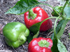 Charleston Belle Sweet Bell Pepper, bulk size: 3 g Charleston Belle Sweet Bell Pepper, bulk size: 3 g
