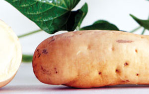 O'Henry Sweet Potato