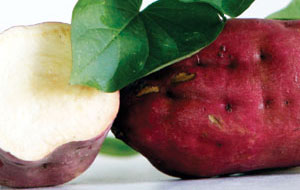 Violetta Sweet Potato