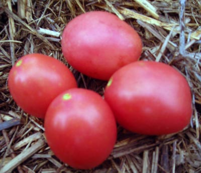 Wickline Cherry TOMATO, CHERRY 0.16 g Wickline Cherry TOMATO, CHERRY 0.16 g