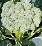 Umpqua Broccoli 2g Umpqua Broccoli 2g