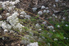 Valerian HERB / NATIVE PLANT 0.1 g Valerian HERB / NATIVE PLANT 0.1 g