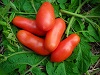 San Marzano TOMATO 0.16 g San Marzano TOMATO 0.16 g