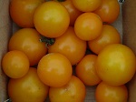 Amy's Apricot TOMATO, CHERRY 0.08 g Amy's Apricot TOMATO, CHERRY 0.08 g