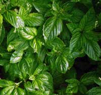 Bolloso Napoletano Basil 0.15 g Bolloso Napoletano Basil 0.15 g