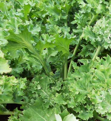 Siberian KALE 2 g Siberian KALE 2 g