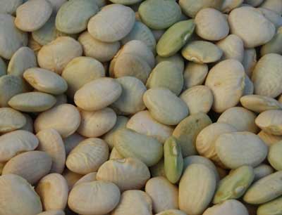 Thorogreen (Cangreen Bush) BEAN, LIMA (BUSH) 28 g Thorogreen (Cangreen Bush) BEAN, LIMA (BUSH) 28 g