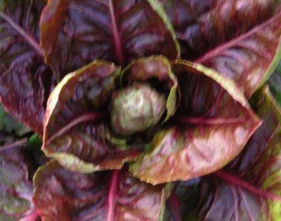 Radicchio, Verona Red GREENS 1 g Radicchio, Verona Red GREENS 1 g