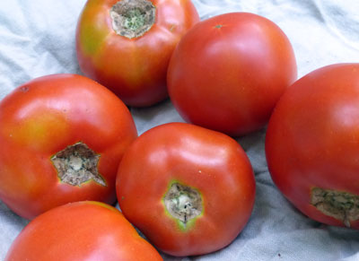 Abraham Lincoln TOMATO 0.16 g Abraham Lincoln TOMATO 0.16 g