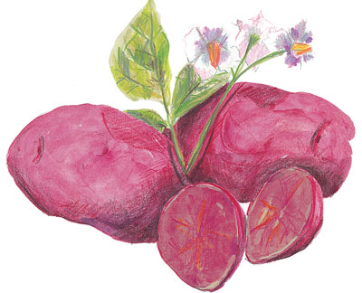 Adirondack Red Seed Potato, 1 lb Adirondack Red Seed Potato, 1 lb