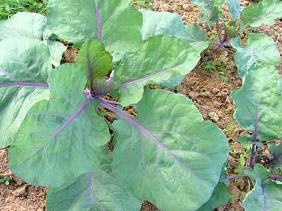 Alabama Blue COLLARDS 2 g Alabama Blue COLLARDS 2 g