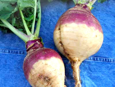 American Purple Top Yellow RUTABAGA 2 g American Purple Top Yellow RUTABAGA 2 g