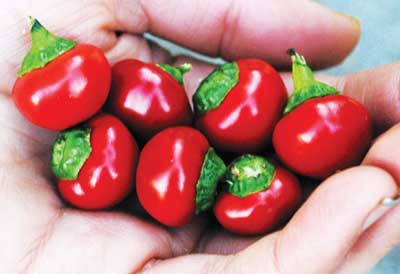 Joe's Round PEPPER, HOT 0.5 g Joe's Round PEPPER, HOT 0.5 g