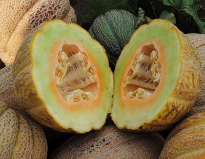 Anne Arundel MUSKMELON 2 g Anne Arundel MUSKMELON 2 g