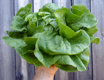 Anuenue LETTUCE, BATAVIAN/CRISPHEAD 0.5 g Anuenue LETTUCE, BATAVIAN/CRISPHEAD 0.5 g